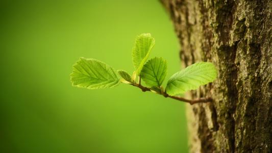 葉面積測量儀的使用有什么注意點？