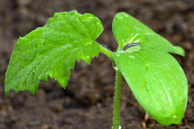 植物冠層分析儀可檢測(cè)項(xiàng)目有哪些？