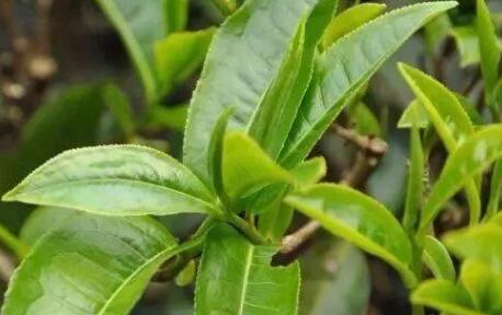 植物葉綠素儀 植物葉綠素儀