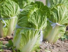 葉綠素測(cè)定儀提高肥料利用率