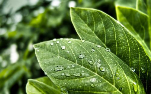 植物營(yíng)養(yǎng)測(cè)定儀