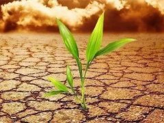 葉面積測(cè)定儀會(huì)不會(huì)破壞植物葉片？